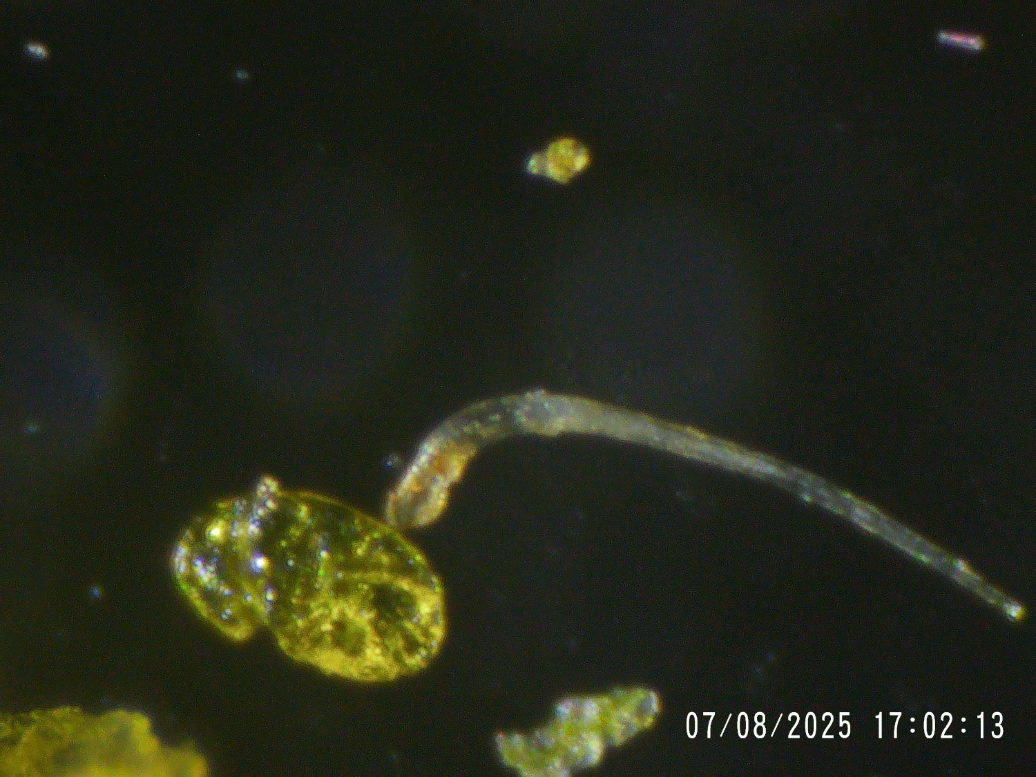 Extra Virgin Hop Oil extracted oil
