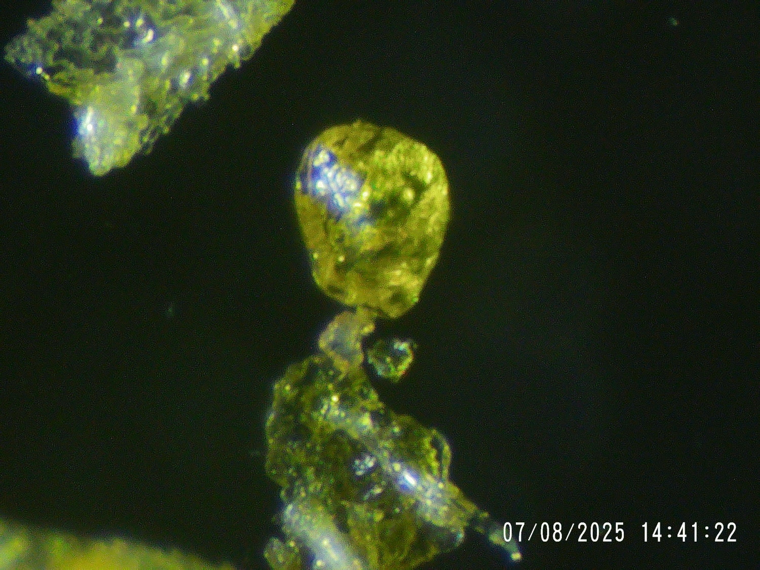 Extra Virgin Hop Oil lupulin oil